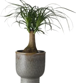 Hot Elefantenfuß (Beaucarnea recurvata) D 14 cm H 40 cm Grünpflanzen|Elefantenfuß