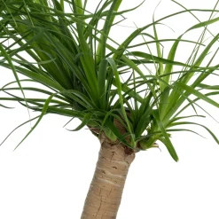 Online Elefantenfuß (Beaucarnea recurvata) D 30 H 120 cm Große Pflanzen|Grünpflanzen