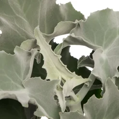 Hot Elefantenohr (Kalanchoë beharensis) D 13 H 30 cm Für Sonne|Kakteen & Sukkulenten