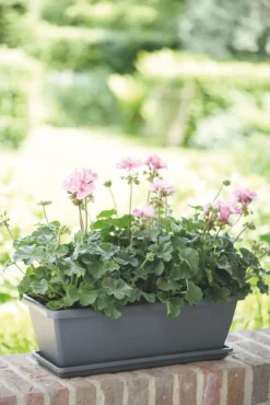 Clearance Elho Barcelona Balkonkasten Untersetzer 50 cm anthrazit Untersetzer