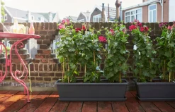 Hot Elho Barcelona XL Blumenkasten 60 cm anthrazit Pflanzkübel|Blumentöpfe & Pflanzgefäße