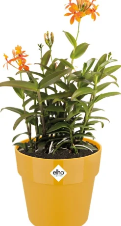 Hot Elho Blumentopf B. for original D 16 cm H 14,6 cm gelb Blumentöpfe & Pflanzgefäße|Blumentöpfe