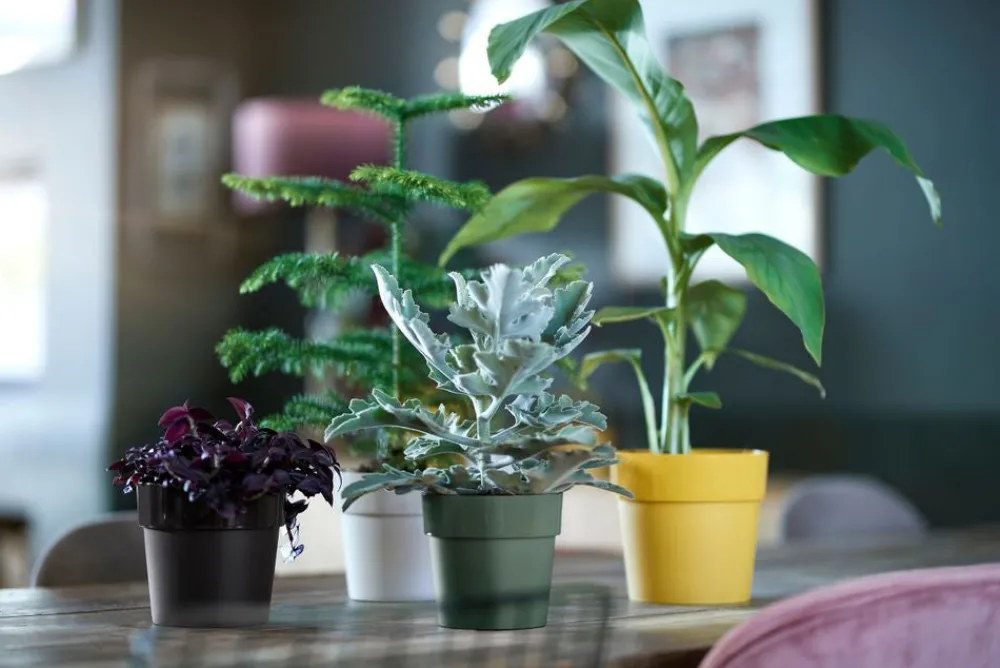 Discount Elho Blumentopf B. for original Liv D 16 cm H 14,6 cm schwarz Blumentöpfe & Pflanzgefäße|Blumentöpfe