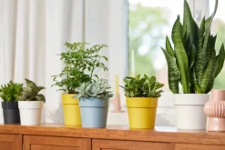 Discount Elho Blumentopf B. for original Liv D 16 cm H 14,6 cm schwarz Blumentöpfe & Pflanzgefäße|Blumentöpfe