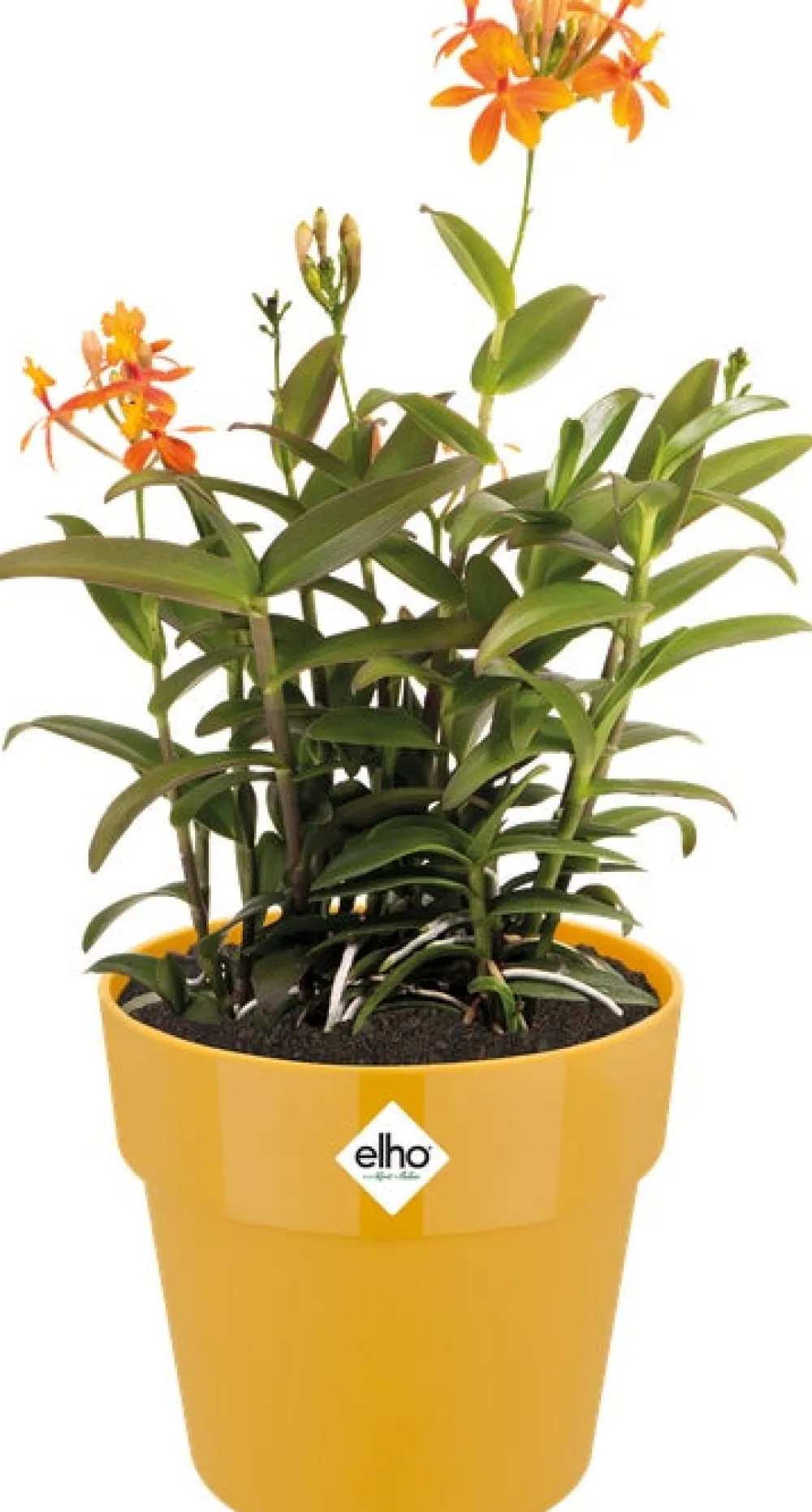 Discount Elho Blumentopf B. for original D 18,1 cm H 16,5 cm gelb Blumentöpfe & Pflanzgefäße|Blumentöpfe