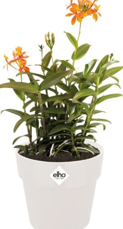 Outlet Elho Blumentopf B for original D 16 cm H 14,6 cm weiß Blumentöpfe & Pflanzgefäße|Blumentöpfe