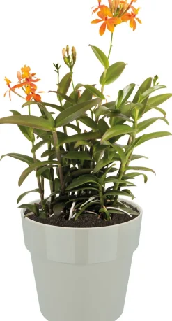 Best Elho Blumentopf B. for original D 16 cm H 14,6 cm grau Blumentöpfe & Pflanzgefäße|Blumentöpfe