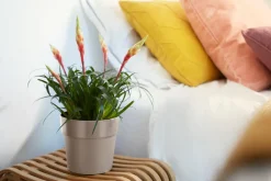 Best Elho Blumentopf B. for original D 16 cm H 14,6 cm grau Blumentöpfe & Pflanzgefäße|Blumentöpfe