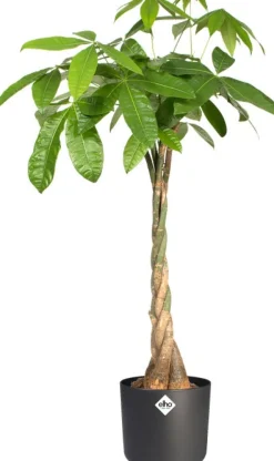 Best Elho Blumentopf B. for soft D 13,8 cm H 12,5 cm anthrazit Blumentöpfe & Pflanzgefäße|Blumentöpfe