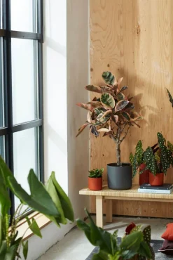 Best Elho Blumentopf B. for soft D 13,8 cm H 12,5 cm anthrazit Blumentöpfe & Pflanzgefäße|Blumentöpfe