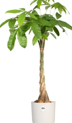 Outlet Elho Blumentopf B. for soft D 16 cm H 14,9 cm weiß Blumentöpfe & Pflanzgefäße|Blumentöpfe