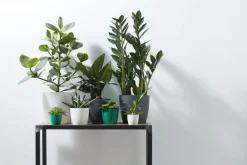 Elho Blumentopf Brussels rund D 13,6 cm H 12,5 cm anthrazit Blumentöpfe & Pflanzgefäße|Blumentöpfe