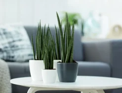 Sale Elho Blumentopf Brussels rund mini D 11 cm H 9,7 cm weiß Blumentöpfe|Blumentöpfe & Pflanzgefäße