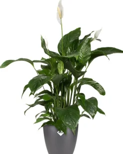 Clearance Elho Blumentopf Brussels rund D 15,9 cm H 14,6 cm anthrazit Blumentöpfe & Pflanzgefäße|Blumentöpfe