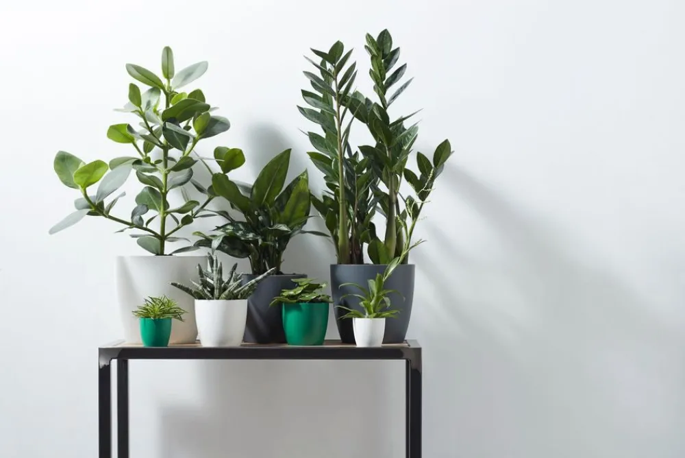 Discount Elho Blumentopf Brussels rund D 13,6 cm H 12,5 cm weiß Blumentöpfe & Pflanzgefäße|Blumentöpfe