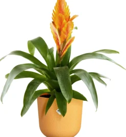 Best Elho Blumentopf Jazz gelb D 18,9 H 17,6 cm Blumentöpfe & Pflanzgefäße|Blumentöpfe