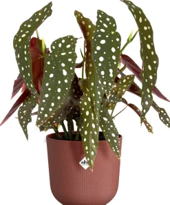 Discount Elho Blumentopf Jazz rot D 16,5 H 15,3 cm Blumentöpfe & Pflanzgefäße|Blumentöpfe