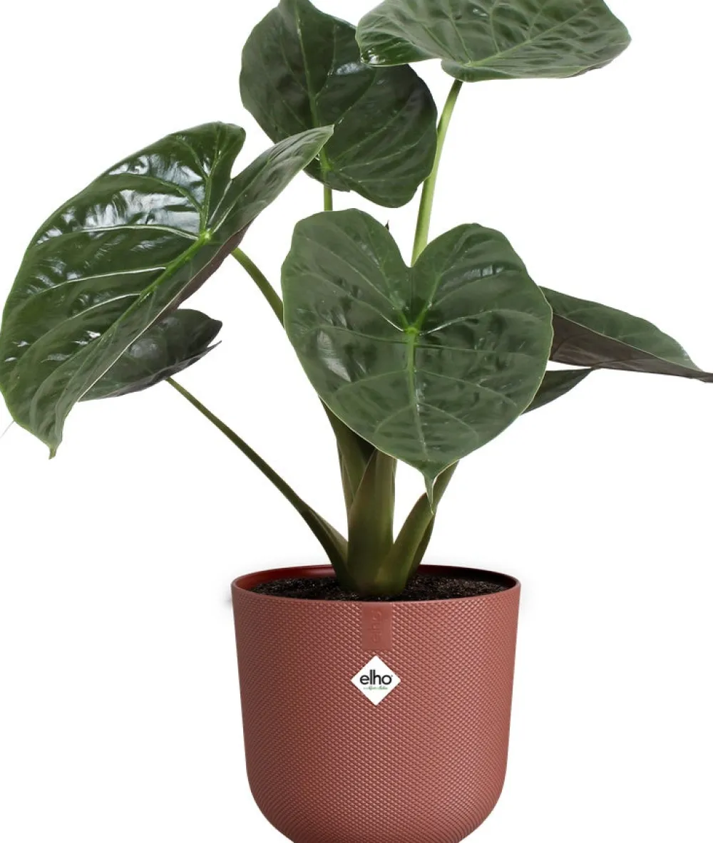 Online Elho Blumentopf Jazz rot D 26 H 24,2 cm Blumentöpfe & Pflanzgefäße|Blumentöpfe