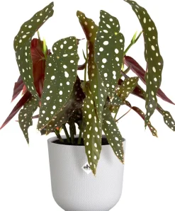 Online Elho Blumentopf Jazz weiß D 18,9 H 17,6 cm Blumentöpfe & Pflanzgefäße|Blumentöpfe