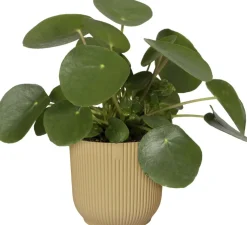 Outlet Elho Blumentopf Vibes gelb D 22 H 20,2 cm Blumentöpfe|Blumentöpfe & Pflanzgefäße