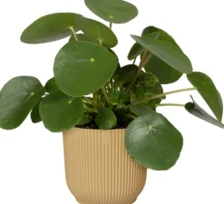 Elho Blumentopf Vibes gelb D 16,1 H 14,8 cm Blumentöpfe & Pflanzgefäße|Blumentöpfe