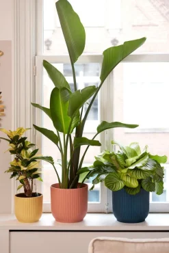 Discount Elho Blumentopf Vibes gelb D 18,3 H 16,8 cm Blumentöpfe & Pflanzgefäße|Blumentöpfe