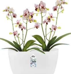 Online Elho Brussels Orchideenschale Duo weiß 25 x 13 x 12,6 cm Blumentöpfe & Pflanzgefäße|Blumentöpfe