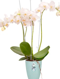 Elho Brussels Orchideentopf transparent D 12,7 H 15,2 cm Blumentöpfe & Pflanzgefäße|Blumentöpfe