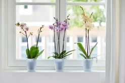 Elho Brussels Orchideentopf transparent D 12,7 H 15,2 cm Blumentöpfe & Pflanzgefäße|Blumentöpfe