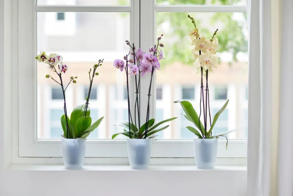 Elho Brussels Orchideentopf transparent D 12,7 H 15,2 cm Blumentöpfe & Pflanzgefäße|Blumentöpfe