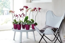 Clearance Elho Brussels Orchideentopf fuchsia D 12,7 H 15,2 cm Blumentöpfe|Blumentöpfe & Pflanzgefäße