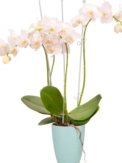 Best Elho Brussels Orchideentopf mint D 12,7 H 15,2 cm Blumentöpfe|Blumentöpfe & Pflanzgefäße