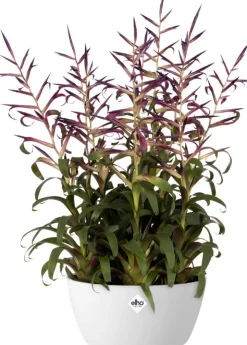 Outlet Elho Brussels Pflanzschale D 23 H 10,8 cm weiß Pflanzschalen|Blumentöpfe & Pflanzgefäße