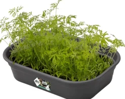 Clearance Elho green basics Anzuchtschale S schwarz 23,9 x 19,2 x 6,1 cm Anzuchtkästen & Mini-Gewächshäuser