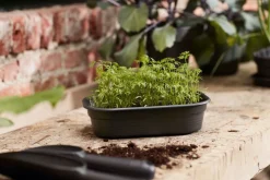 Clearance Elho green basics Anzuchtschale S schwarz 23,9 x 19,2 x 6,1 cm Anzuchtkästen & Mini-Gewächshäuser