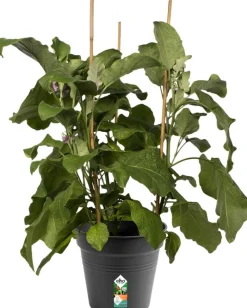 Clearance Elho green basics Anzuchttopf D 21 cm schwarz Anzuchttöpfe