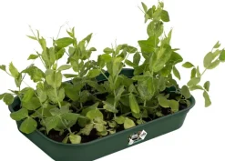 New Elho green basics Anzuchtschale grün 36 x 26,5 x 6,3 cm Anzuchtkästen & Mini-Gewächshäuser