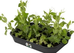 New Elho green basics Anzuchtschale M schwarz 36 x 25,9 x 6,3 cm Anzuchtkästen & Mini-Gewächshäuser