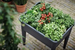 Outlet Elho green basics Anzuchtkasten XXL schwarz 75,5 x 56,3 x 73,3 cm Anzuchtkästen & Mini-Gewächshäuser