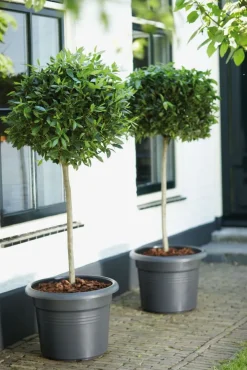 Sale Elho green basics Blumentopf D 45 cm H 33 cm schwarz Blumentöpfe|Blumentöpfe & Pflanzgefäße