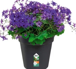 Hot Elho green basics Pflanztopf schwarz D 27 H 24,7 cm Anzuchttöpfe