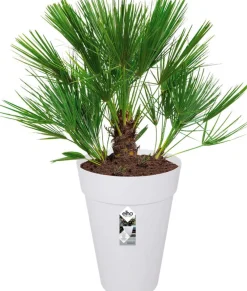 Elho Loft Urban Blumentopf hoch D 28 H 38 cm weiß Blumentöpfe|Blumentöpfe & Pflanzgefäße