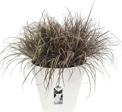 Sale Elho Loft Urban Blumentopf mit Rollen 40 cm weiß Blumentöpfe|Blumentöpfe & Pflanzgefäße