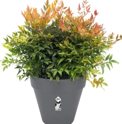 Clearance Elho Loft Urban Blumentopf D 30 cm anthrazit Blumentöpfe|Blumentöpfe & Pflanzgefäße