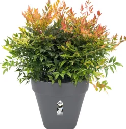 Clearance Elho Loft Urban Blumentopf mit Rollen 40 cm anthrazit Blumentöpfe|Blumentöpfe & Pflanzgefäße