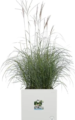 Online Elho Pflanzkübel Vivo Next 39 x 40 x 38 cm weiß Blumentöpfe|Blumentöpfe & Pflanzgefäße