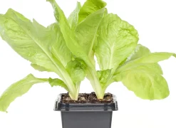 Endivie (Cichorium Endivia) Obst, Gemüse & Kräuter|Gemüsepflanzen