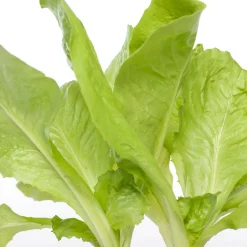 Endivie (Cichorium Endivia) Obst, Gemüse & Kräuter|Gemüsepflanzen