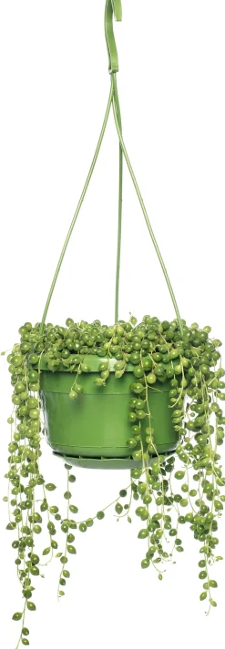 Sale Erbsenpflanze (Senecio rowleyanus) D 14 H 30 cm Für Sonne|Kakteen & Sukkulenten