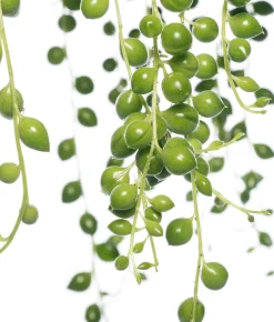 Sale Erbsenpflanze (Senecio rowleyanus) D 14 H 30 cm Für Sonne|Kakteen & Sukkulenten